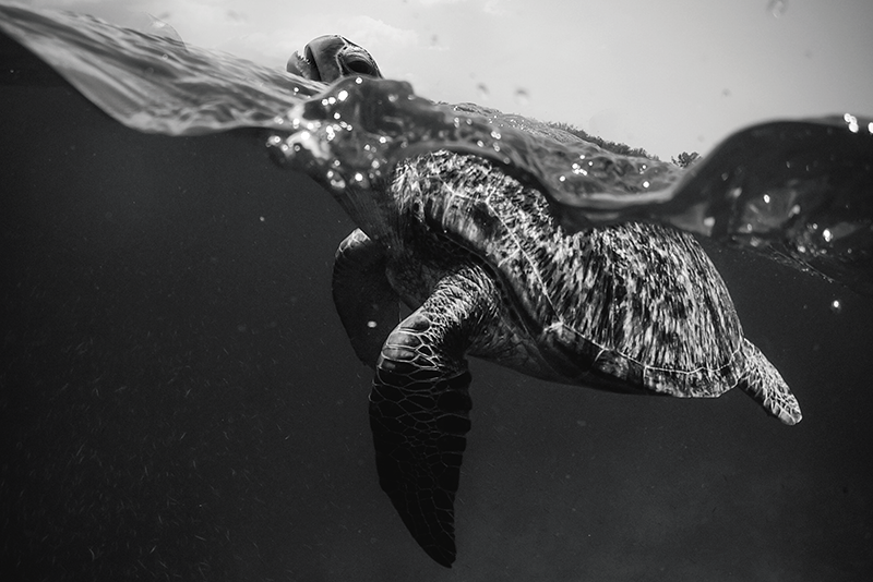 Individual mesa patrón escena de tortugas submarinas - TenVinilo