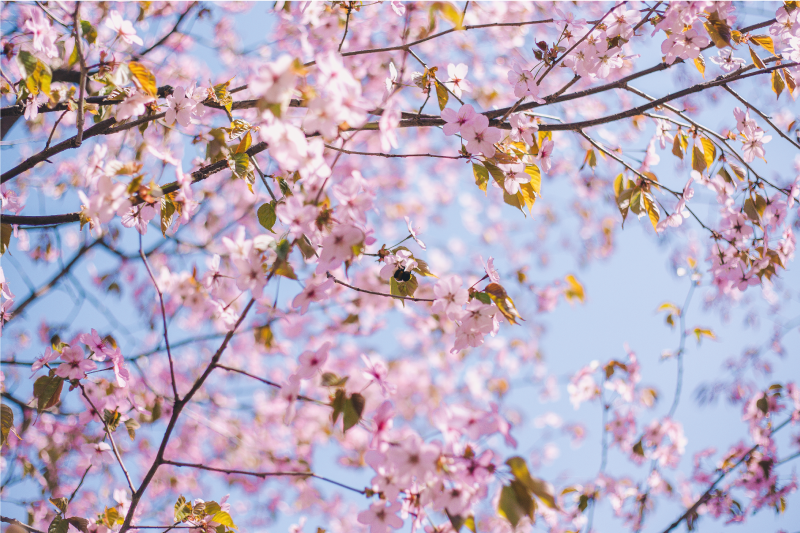 Individual mesa patrón flor de cerezo en flor - TenVinilo