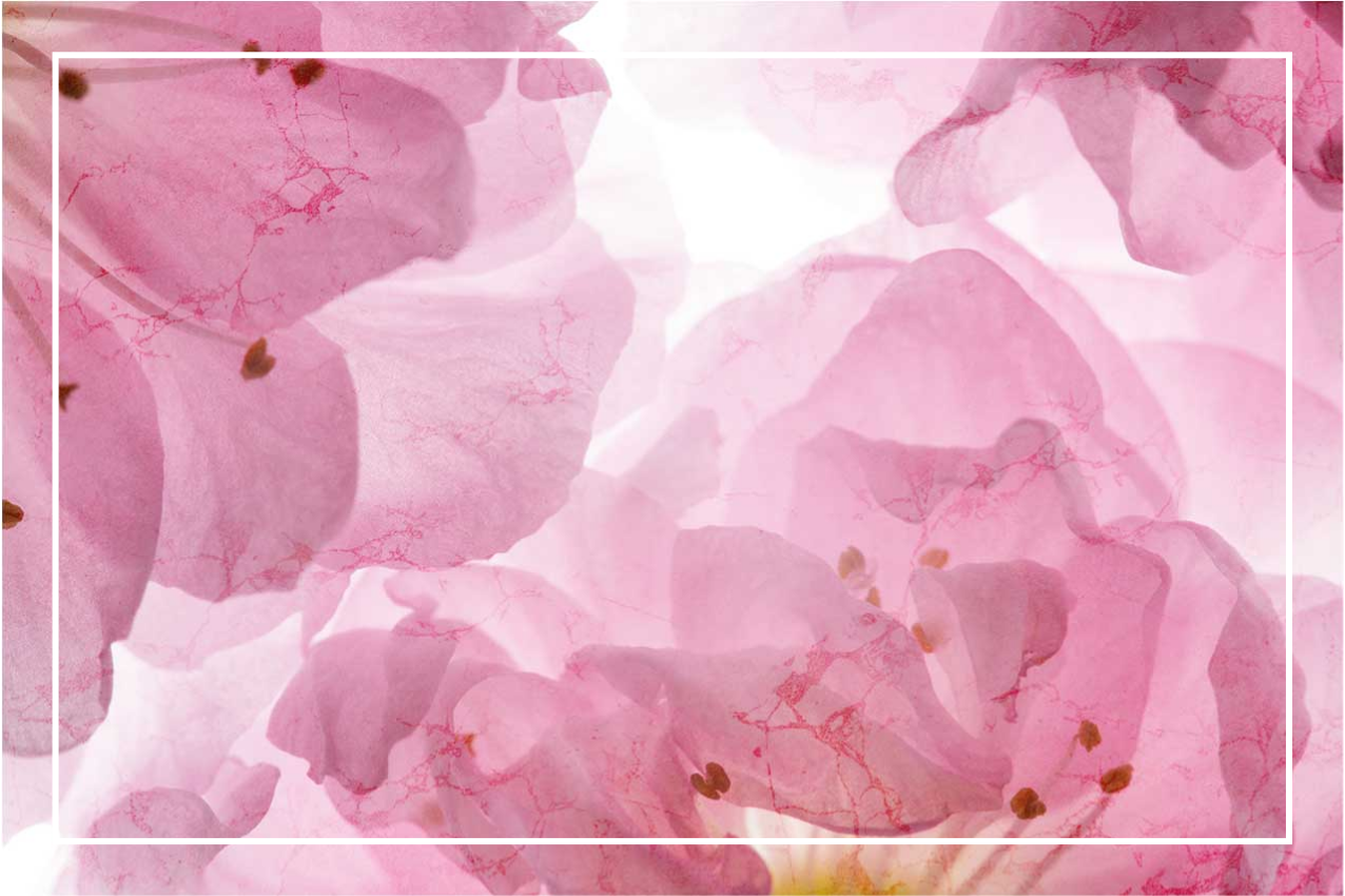 Individual de mesa elegante patrón floral suave - TenVinilo