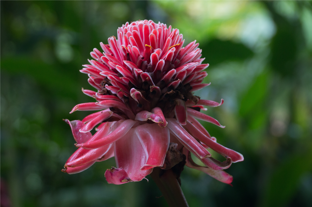 Individual mesa original arreglo floral tropical - TenVinilo