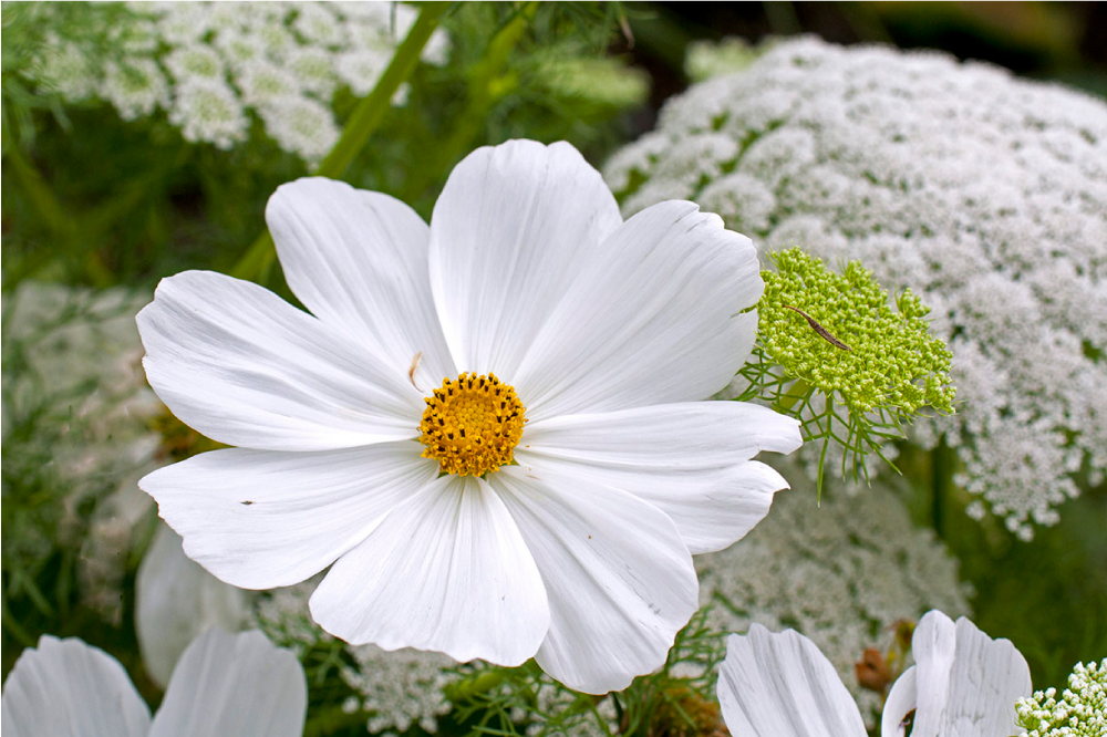 Individual mesa original flor blanca elegante - TenVinilo