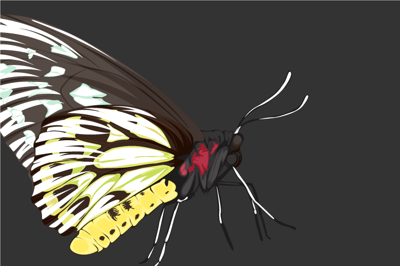 Individual mesa original ilustración de mariposas coloridas - TenVinilo