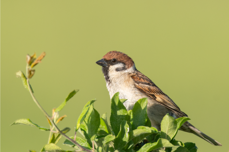 Individual mesa moderno pájaro sobre verde - TenVinilo