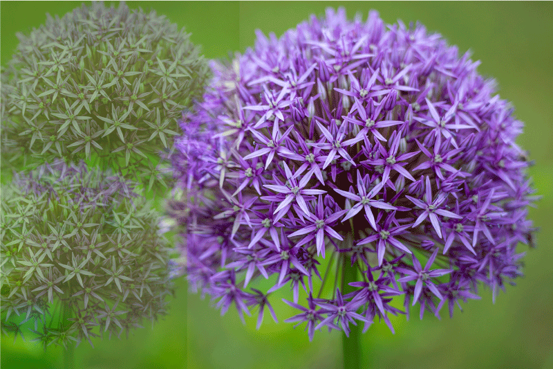 Individual mesa patrón flores púrpuras vibrantes - TenVinilo