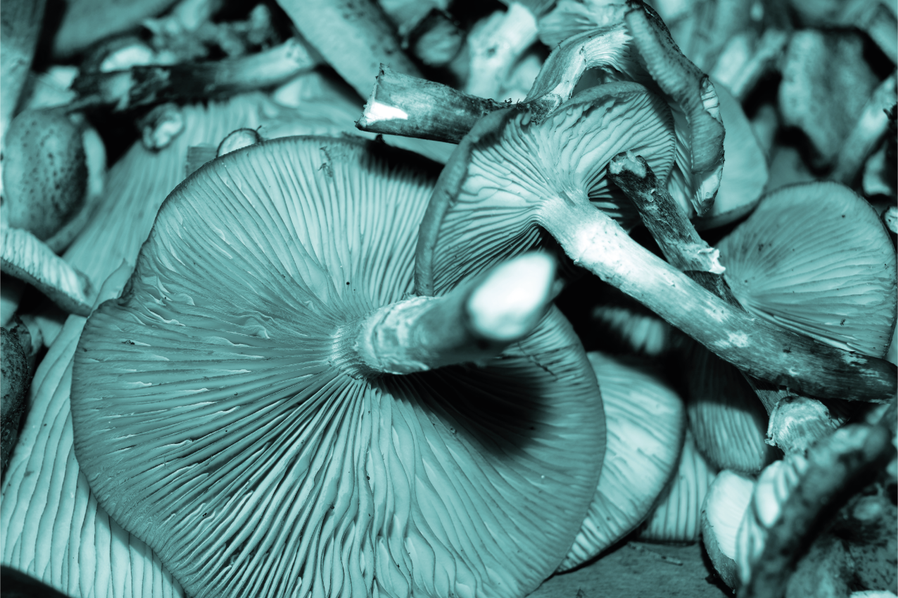 Individual mesa patrón primer plano de hongo - TenVinilo