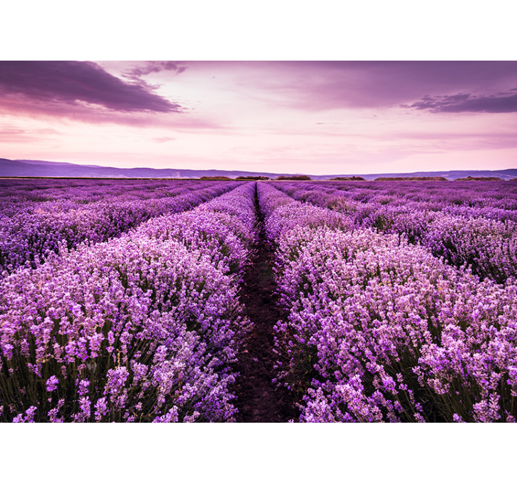 Fotomural de flores de campo de lavanda rosa - TenVinilo
