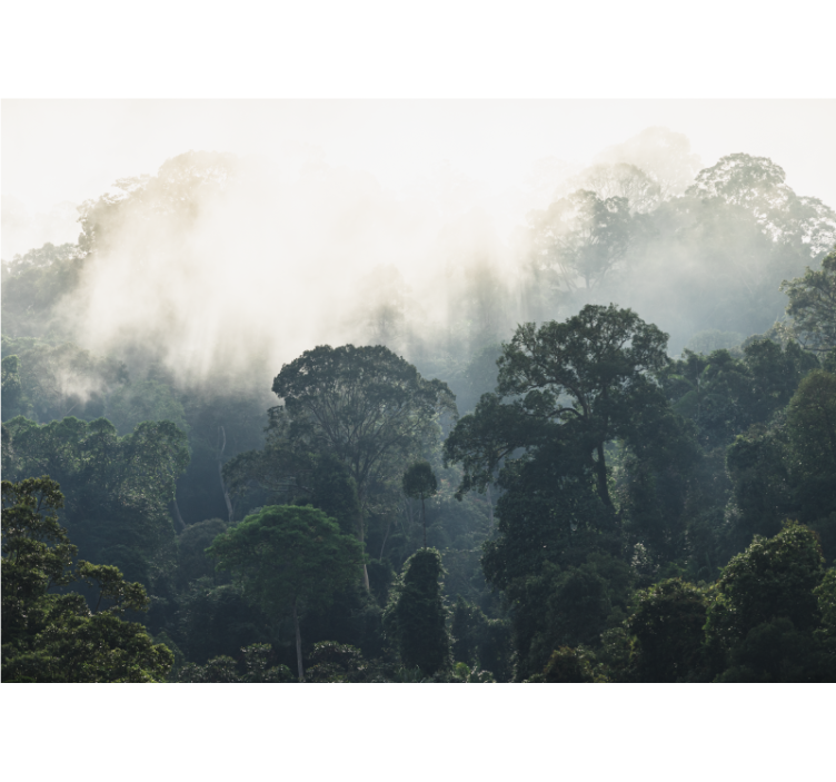 Fotomural naturaleza Fondo de la selva - TenVinilo