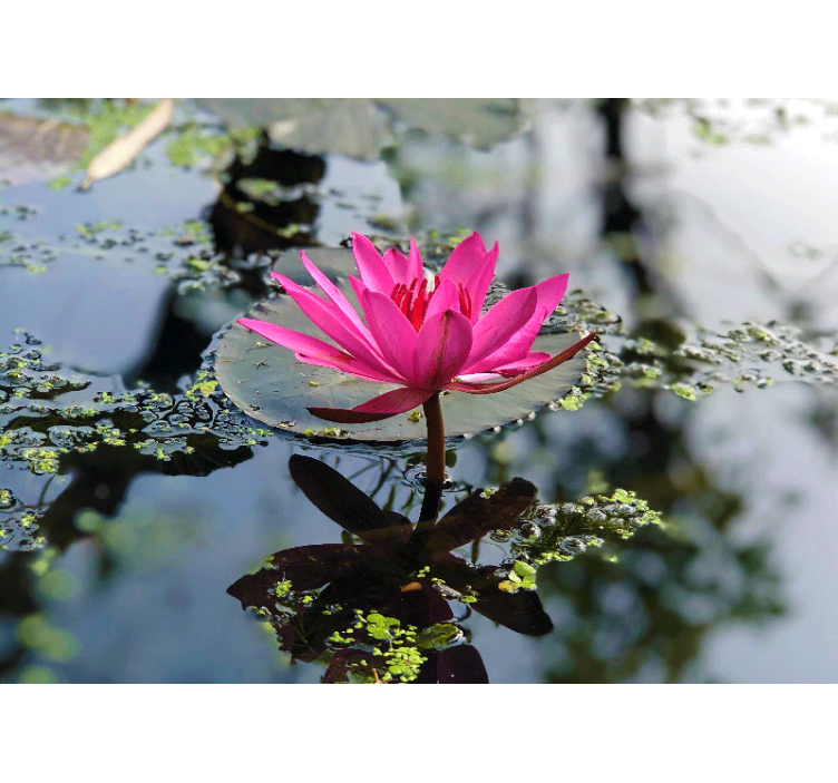 Mural amapolas elegante loto rosa - TenVinilo