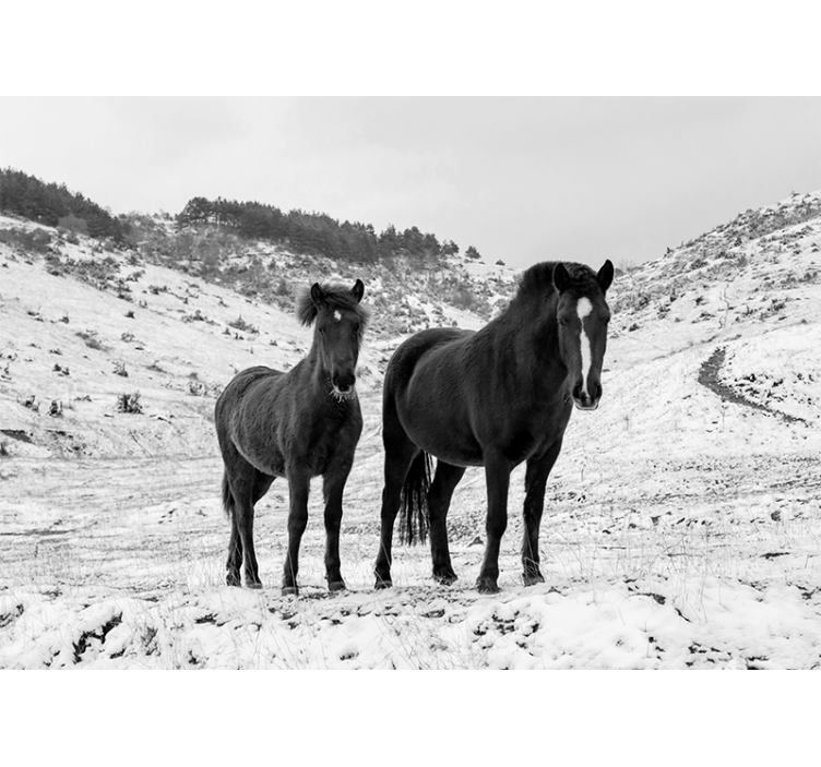Fotomural animale Caballos en la nieve - TenVinilo