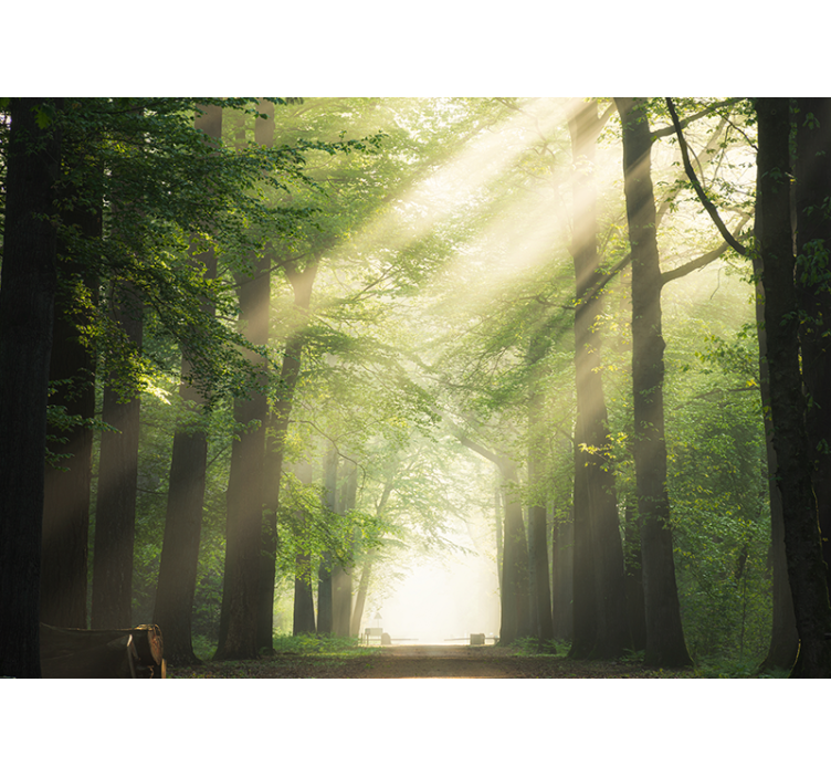 Mural de bosque bosques radiantes y verdosos - TenVinilo