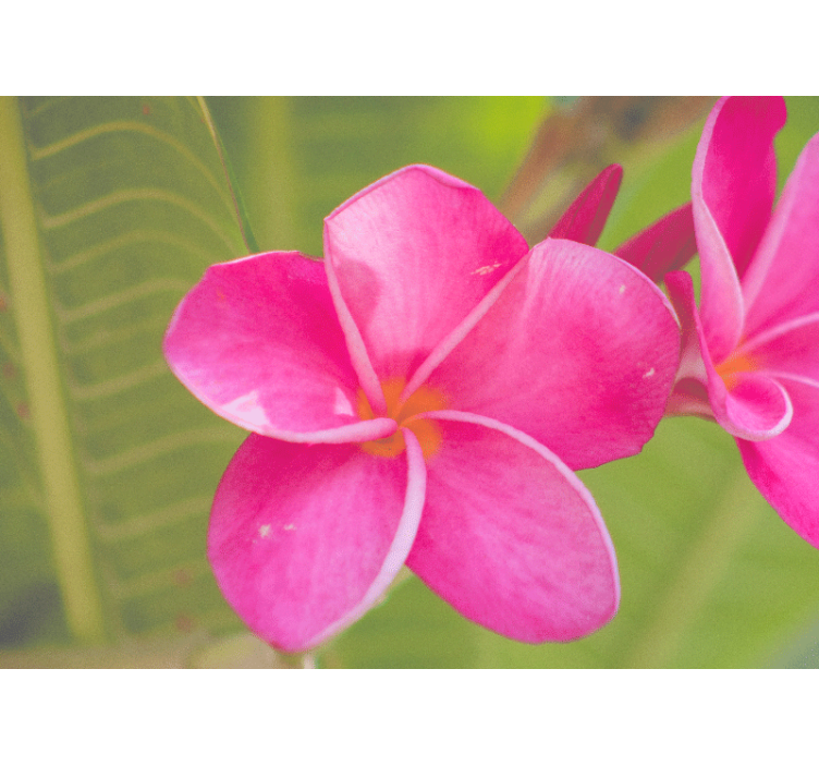 Mural de flores acento floral rosa - TenVinilo