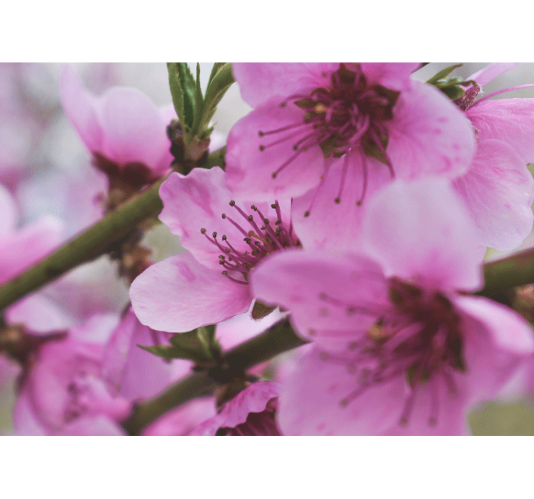 Fotomural flores Hermosas flores rosadas - TenVinilo
