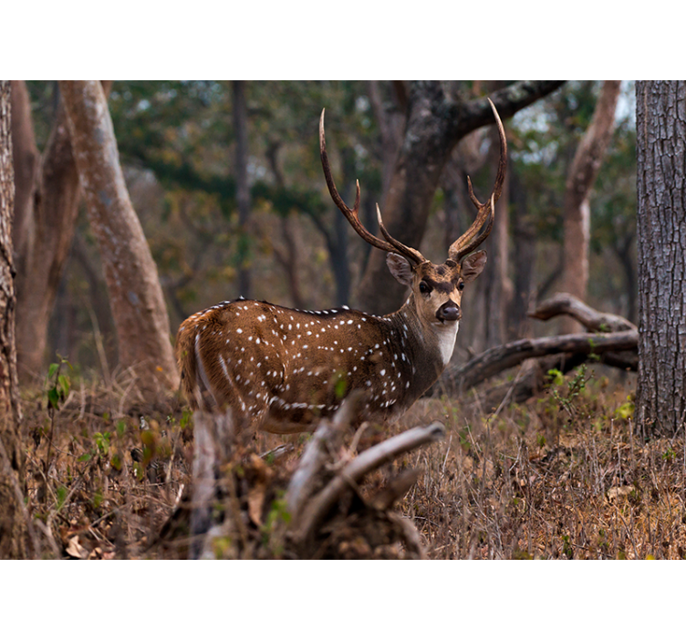 Fotomural animale Ciervo en el bosque - TenVinilo
