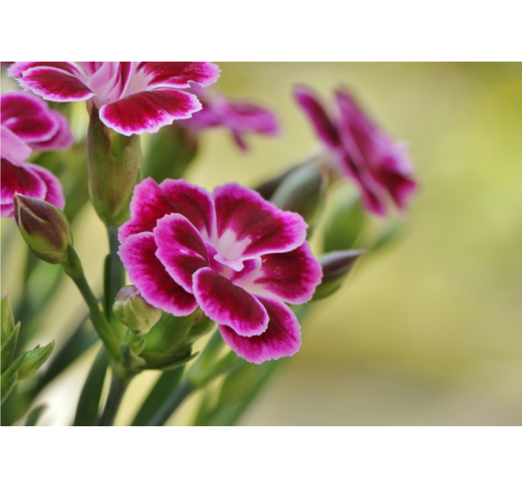 Mural amapolas encanto floral - TenVinilo