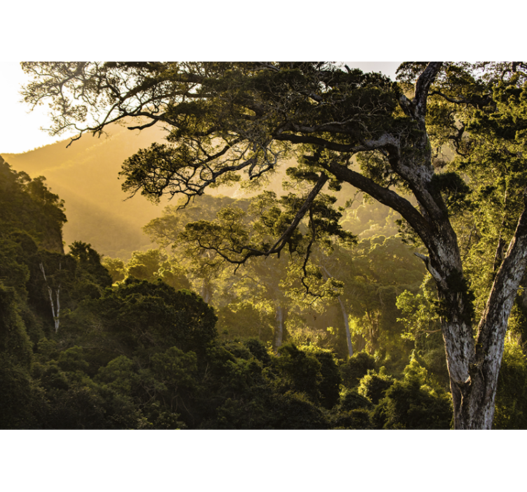 Fotomural de bosque Luz del sol en las hojas de los árboles - TenVinilo