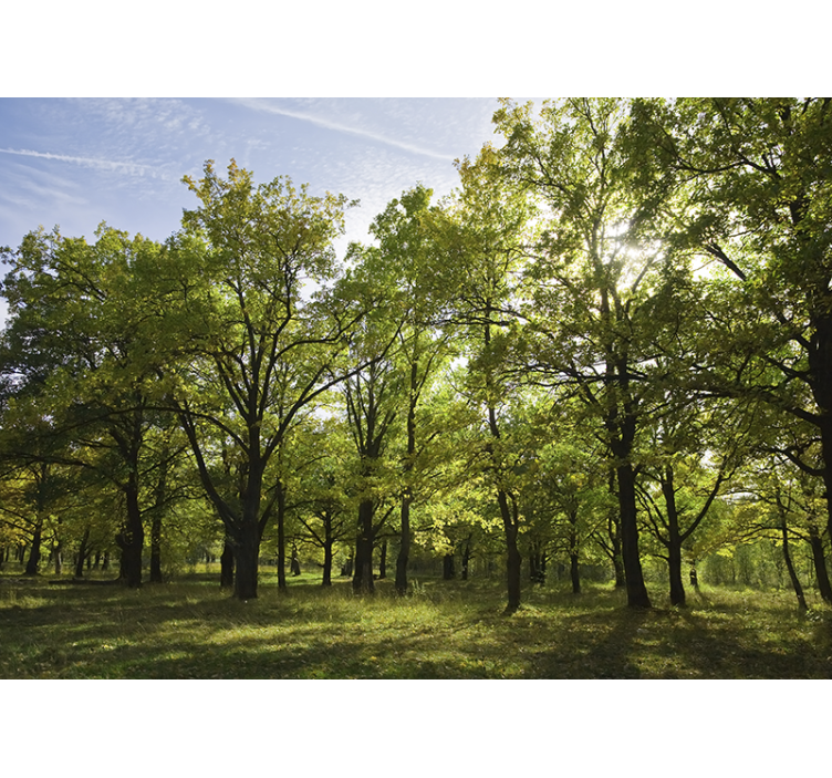 Mural de naturaleza paisaje frondoso y animado - TenVinilo