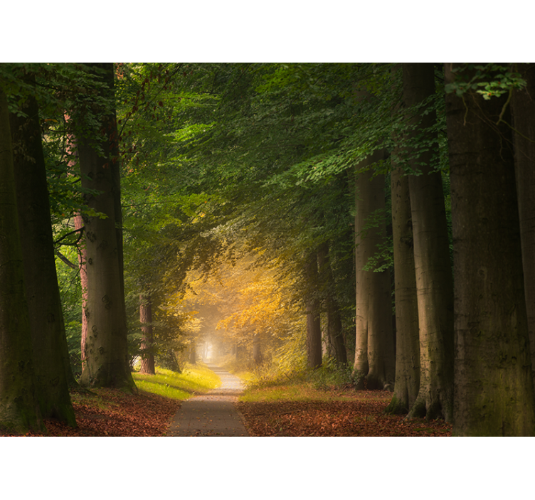 Fotomural de bosque Calle a través del bosque - TenVinilo