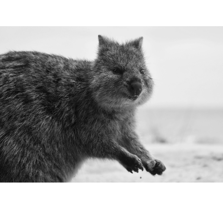 Fotomural africano Adorable pequeño quokka - TenVinilo