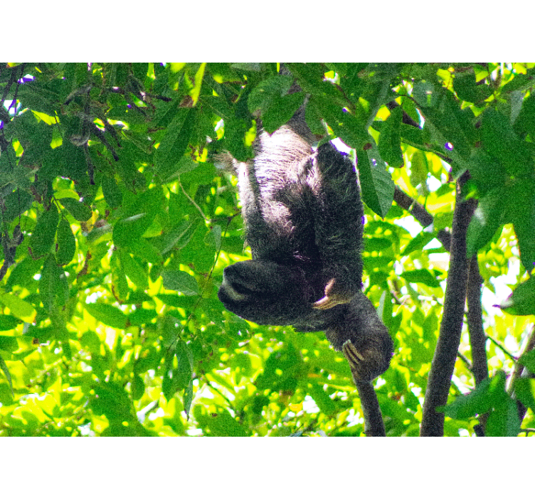 Mural de animales perezoso entre vegetación - TenVinilo