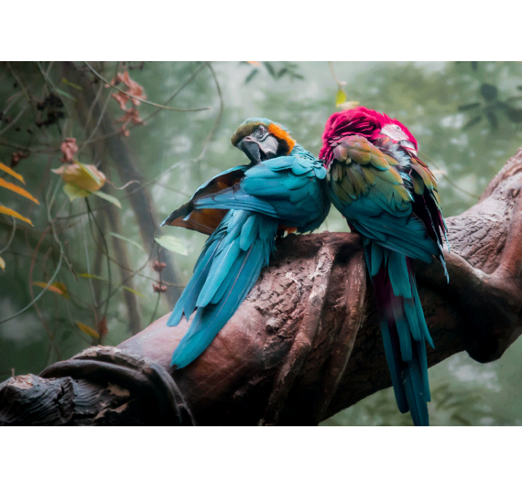 Mural de animales llamativos loros abrazados - TenVinilo