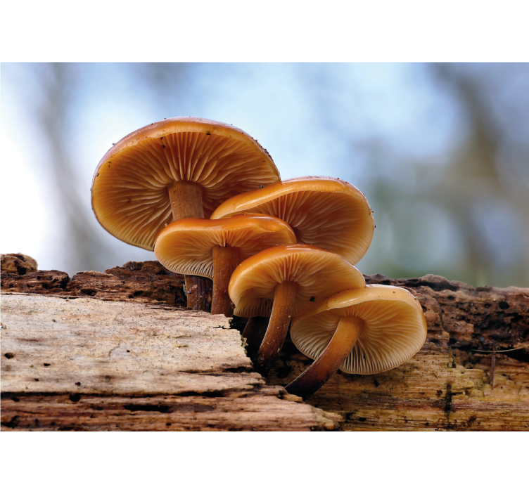 Mural de flores racimo de hongos - TenVinilo