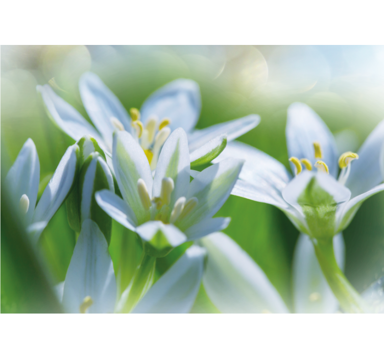 Mural de flores flores blancas suaves - TenVinilo