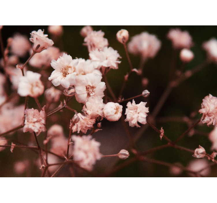 Mural de flores flores que florecen delicadamente - TenVinilo
