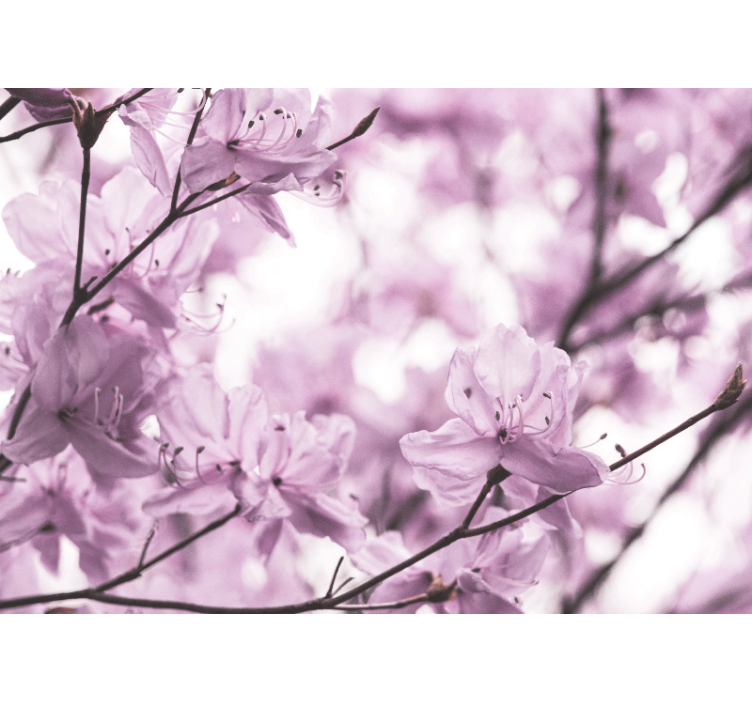 Mural de flores flores rosadas delicadas - TenVinilo