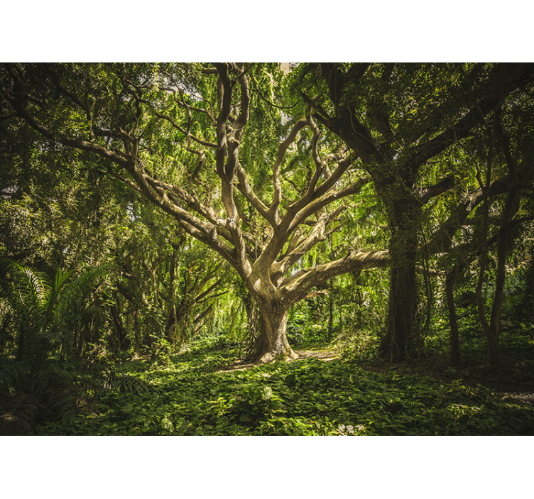 Fotomural naturaleza Verde lugar encantado en el bosque - TenVinilo