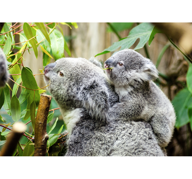Fotomural animale Hermosa familia de koalas en la selva - TenVinilo