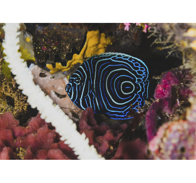 Fotomural animales pescado azul exótico - TenVinilo