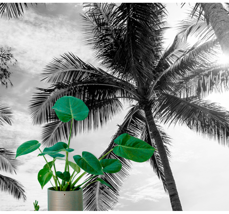 Fotomural de arboles Palma en blanco y negro - TenVinilo