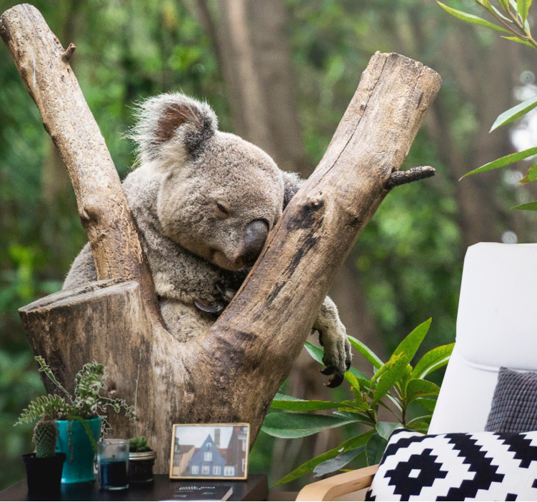 Fotomural africano Adorable koala durmiendo - TenVinilo