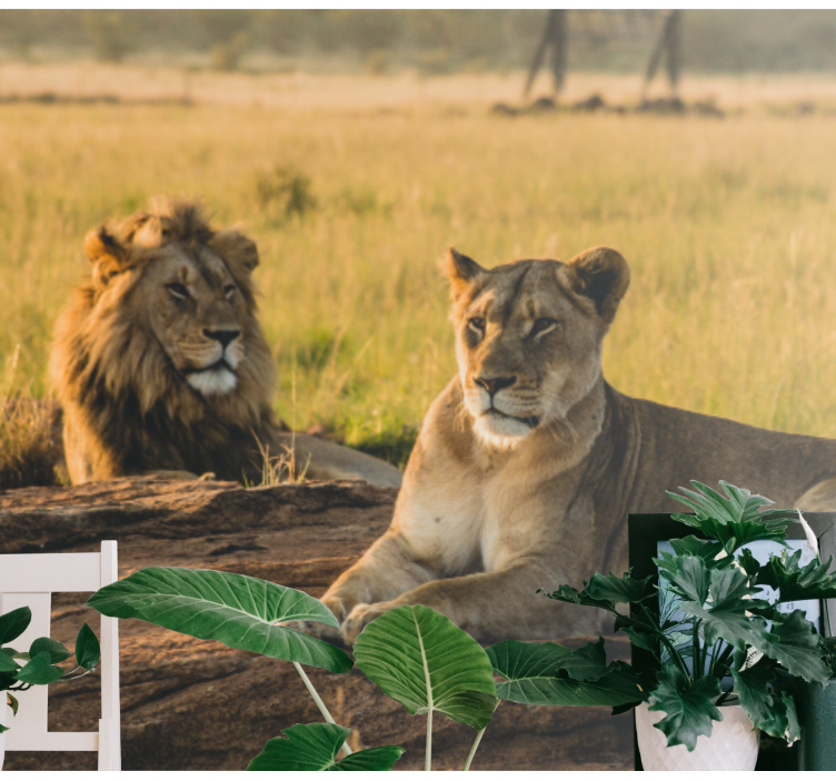 Mural de leones pareja de leones majestuosos - TenVinilo