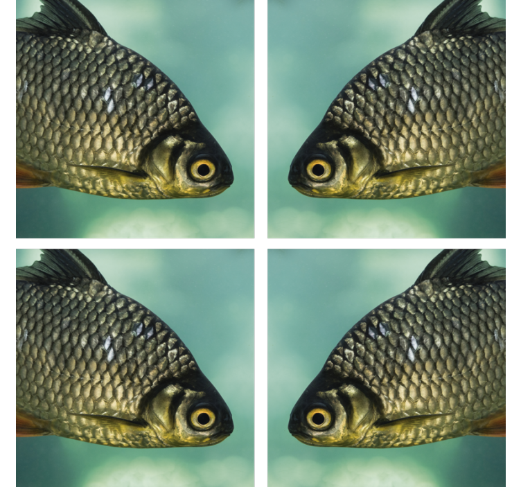 Portavasos frikis imágenes realistas de peces - TenVinilo