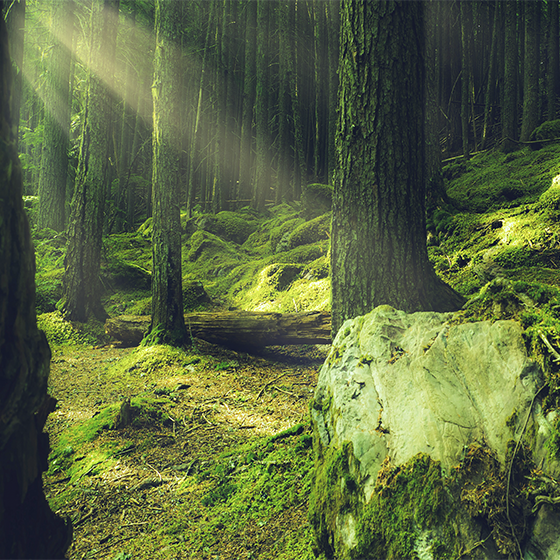 Poster salón piedras con musgo en el bosque - TenVinilo