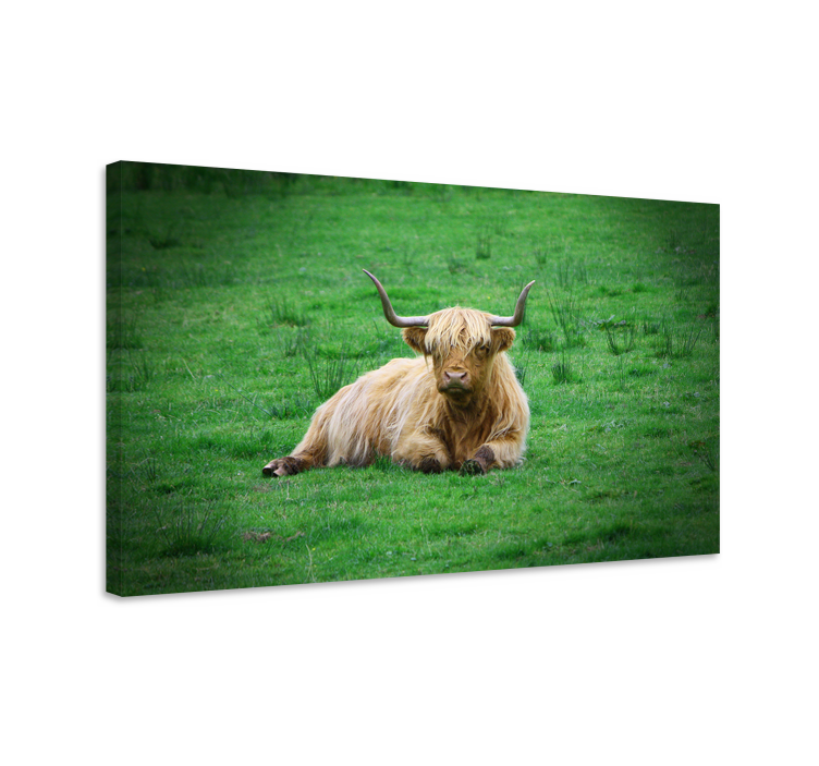 Cuadro animales vaca highland descansando - TenVinilo