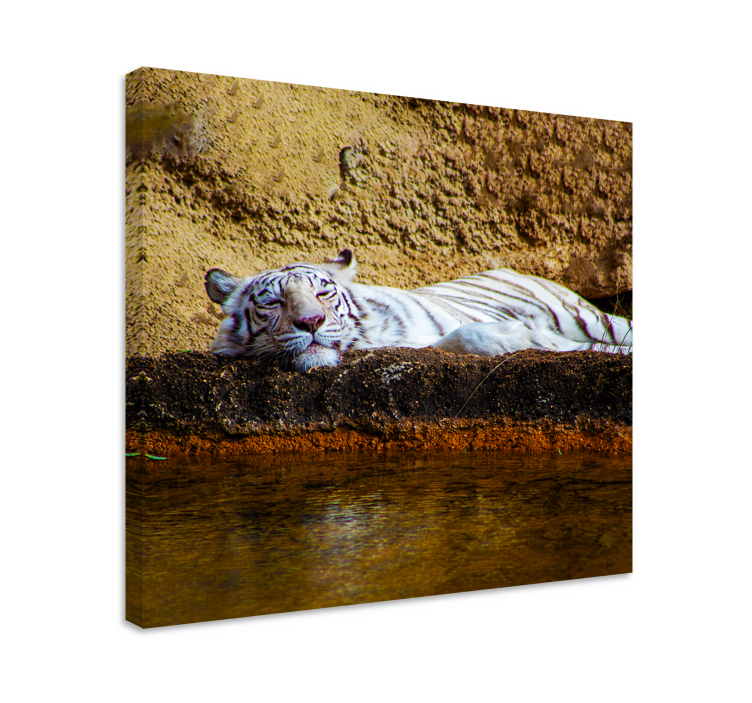 Cuadro animales tigre blanco durmiendo - TenVinilo