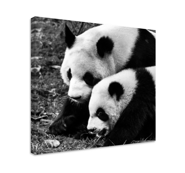 Cuadro animales panda pareja abrazada - TenVinilo