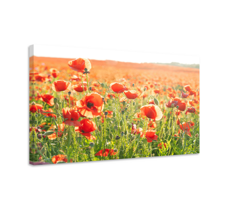 Cuadro de flores campo de amapolas - TenVinilo