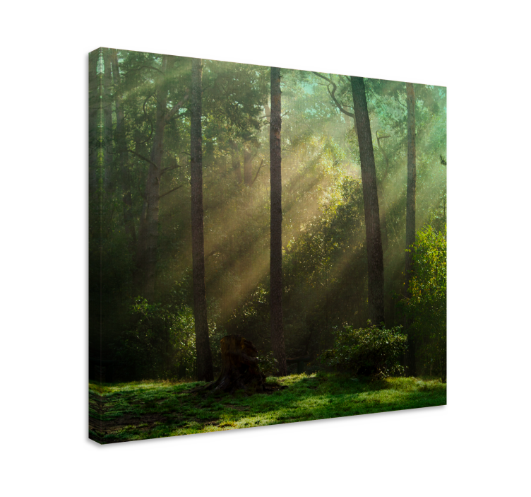 Cuadro de árboles paisaje forestal radiante - TenVinilo