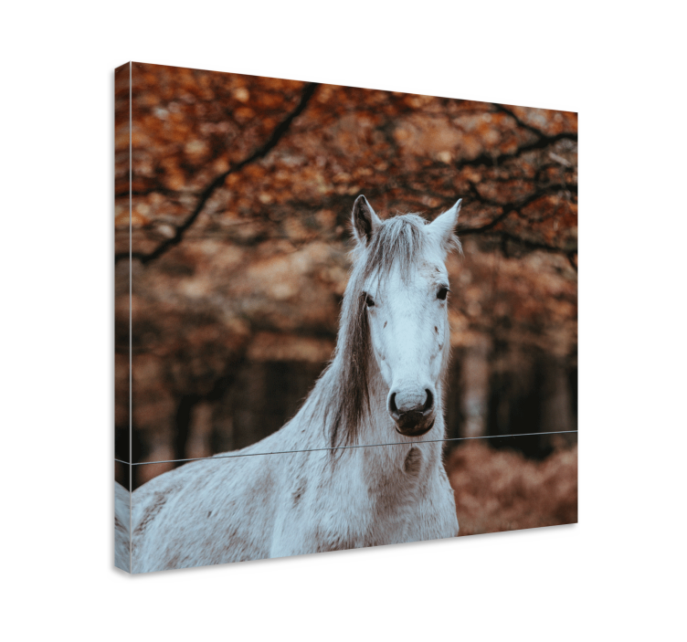 Cuadro caballos majestuoso animal blanco - TenVinilo