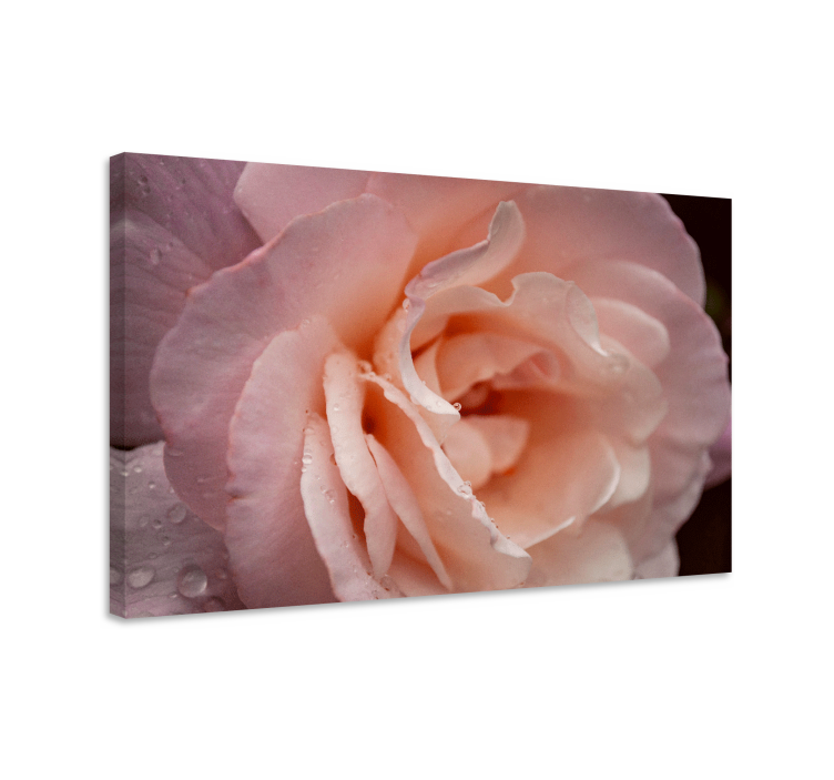 Cuadro de flores Gotas de agua de rosas de estilo elegante - TenVinilo