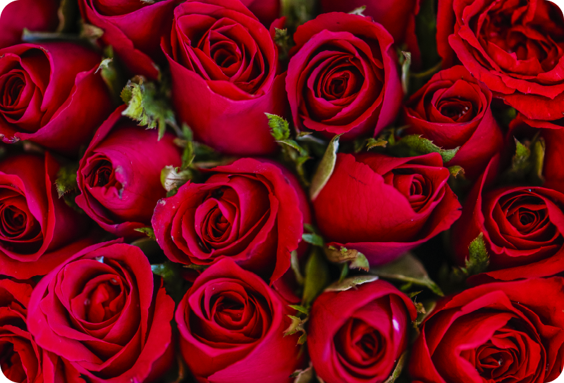 Alfombra vinílica flores estilo floral rojo - TenVinilo