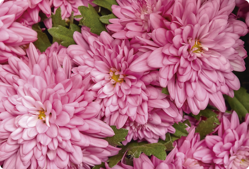 Alfombra vinílica flores primavera rosa - TenVinilo