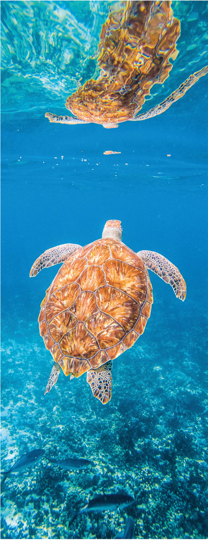 Alfombra vinílica baño hermosa tortuga bajo el agua - TenVinilo