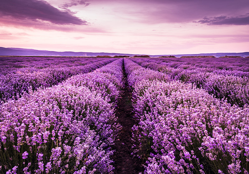 Alfombra vinílica lila flores de lavanda en provenza - TenVinilo