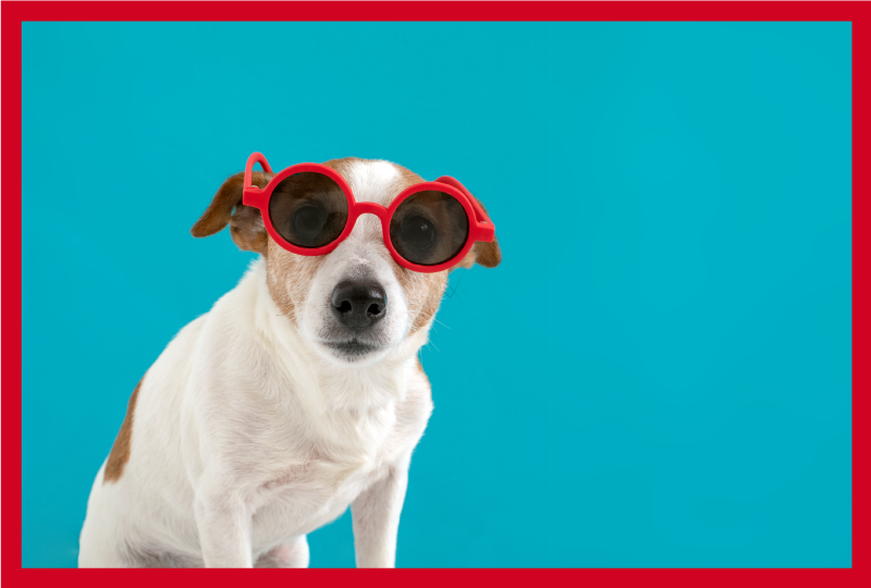 Alfombra vinílica animales retrato elegante de perro - TenVinilo