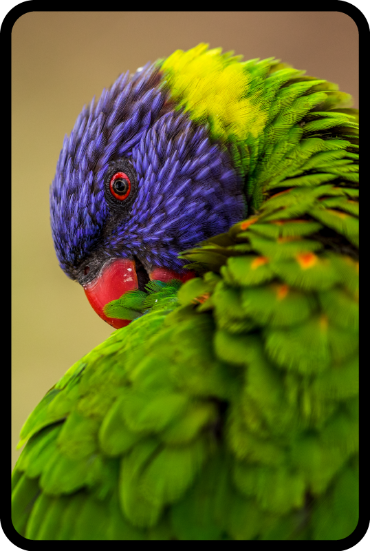 Alfombra vinílica animales retrato colorido de loro - TenVinilo