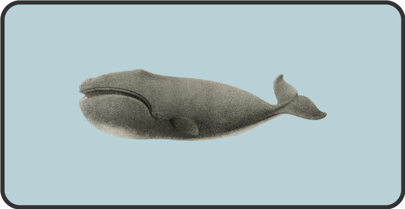 Alfombra vinílica animales diseño de silueta de ballena - TenVinilo